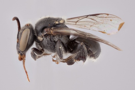[Austroplebeia australis female (lateral/side view) thumbnail]